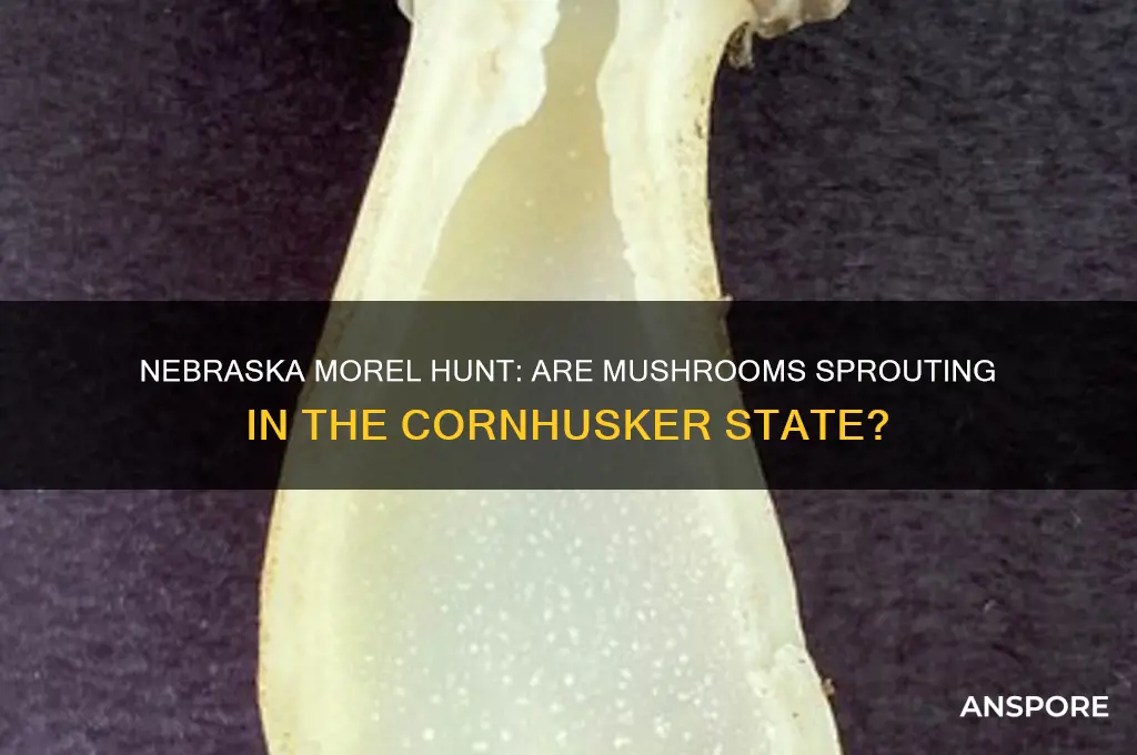 are morel mushrooms being found in nebraska yet