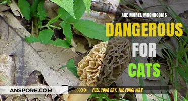 Are Morel Mushrooms Safe for Cats? Risks and Precautions Explained