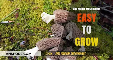 Can You Easily Grow Morel Mushrooms at Home? Find Out!