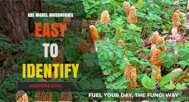Identifying Morel Mushrooms: A Beginner's Guide to Spotting These Delicacies