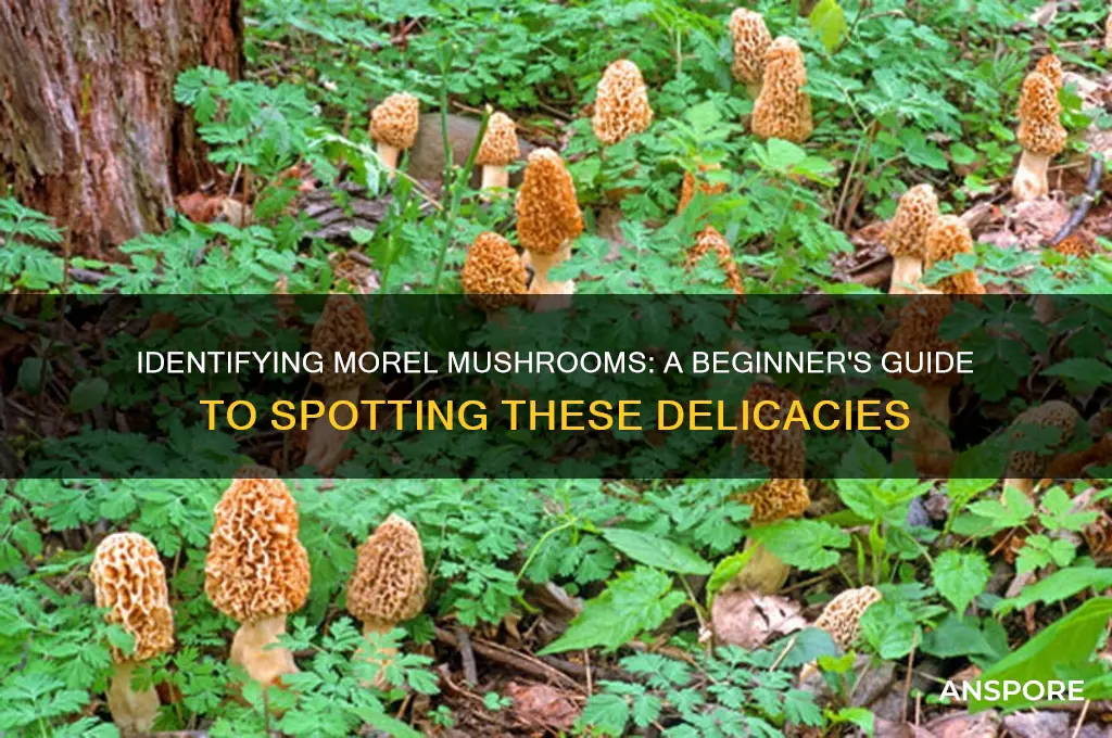 are morel mushrooms easy to identify