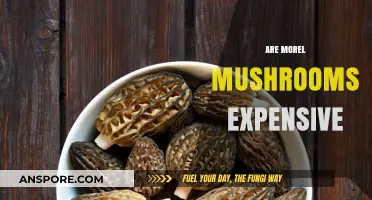 Why Morel Mushrooms Command High Prices: A Culinary Treasure Explored