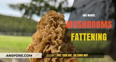 Are Morel Mushrooms Fattening? Unveiling Their Nutritional Impact