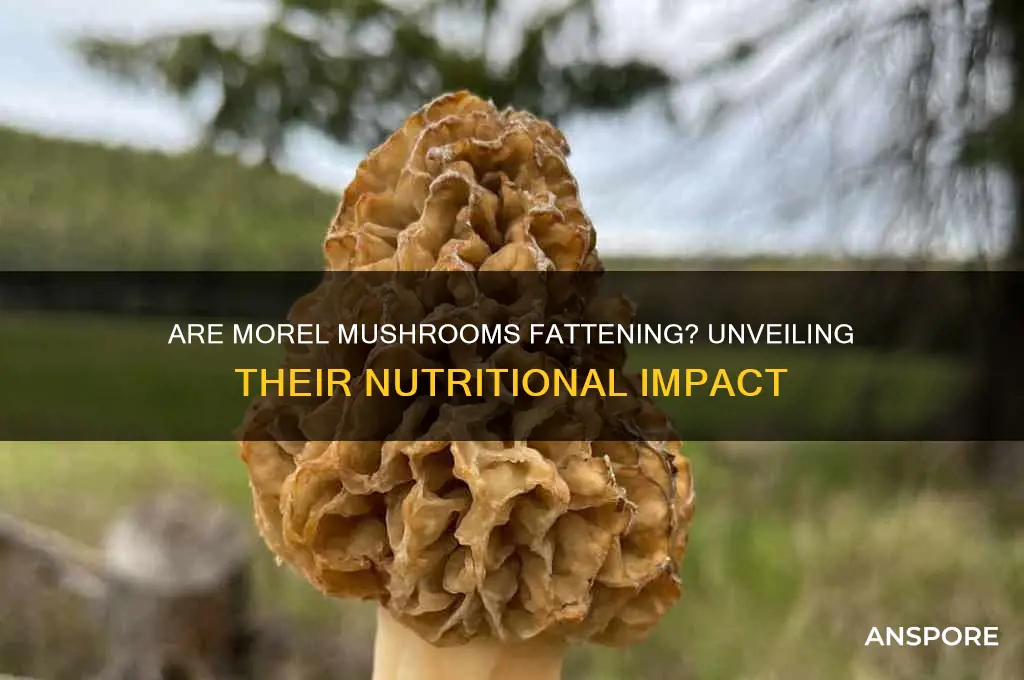are morel mushrooms fattening