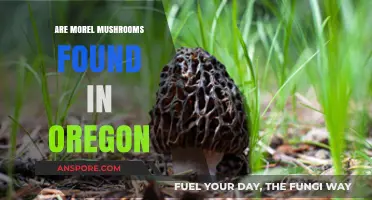 Exploring Oregon's Forests: Where to Find Morel Mushrooms in the Pacific Northwest