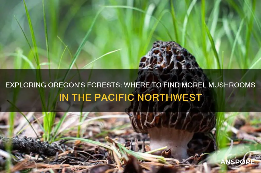are morel mushrooms found in oregon