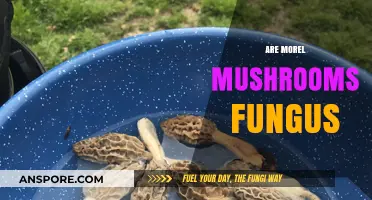 Are Morel Mushrooms Fungus? Unveiling the Truth About These Delicacies