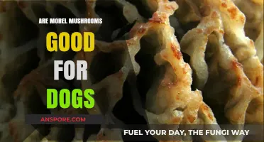 Can Dogs Eat Morel Mushrooms? Safety and Benefits Explained
