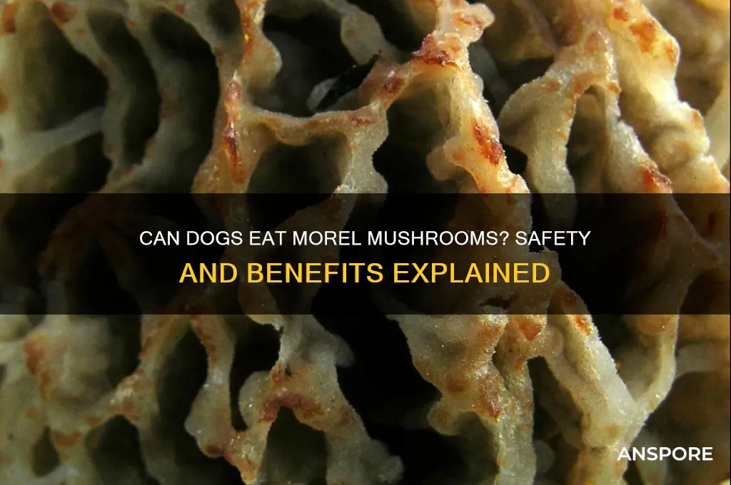are morel mushrooms good for dogs