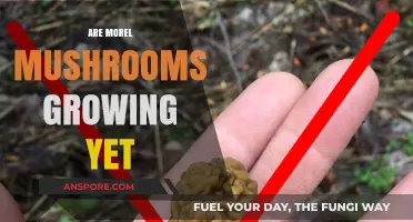 Are Morel Mushrooms Growing Yet? Spring Foraging Tips and Timing