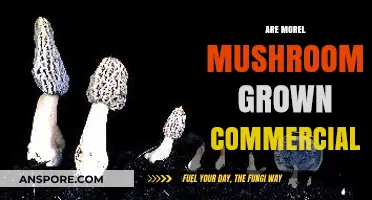 Can Morel Mushrooms Be Cultivated on a Commercial Scale?