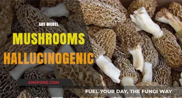Are Morel Mushrooms Hallucinogenic? Debunking Myths and Facts