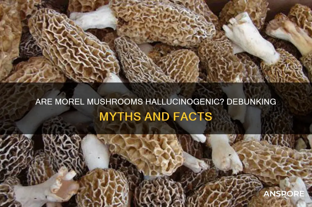 are morel mushrooms hallucinogenic