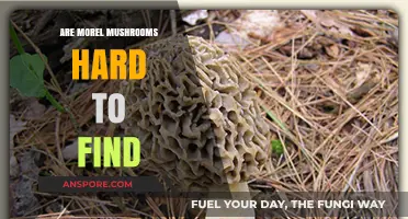 Are Morel Mushrooms Elusive? Tips for Finding These Hidden Gems