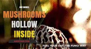 Are Morel Mushrooms Hollow? Unveiling the Truth About Their Structure