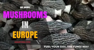 Exploring Morel Mushrooms: Their Presence and Popularity in Europe