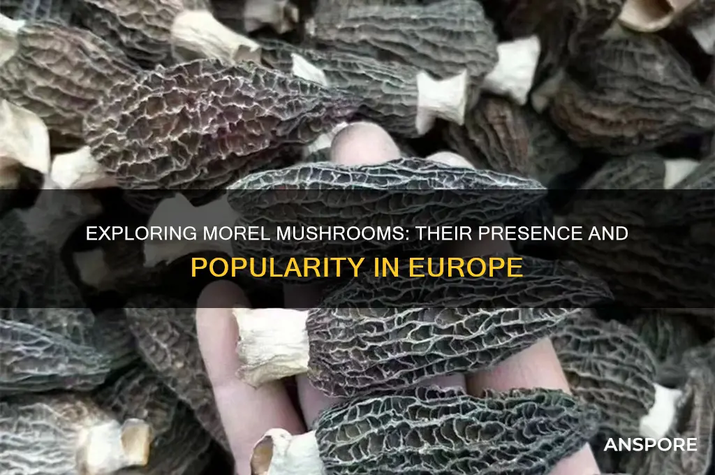 are morel mushrooms in europe