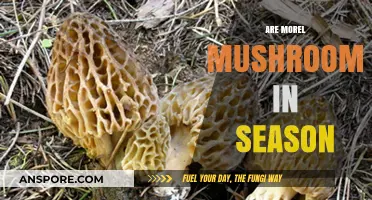When Are Morel Mushrooms in Season: A Forager's Guide