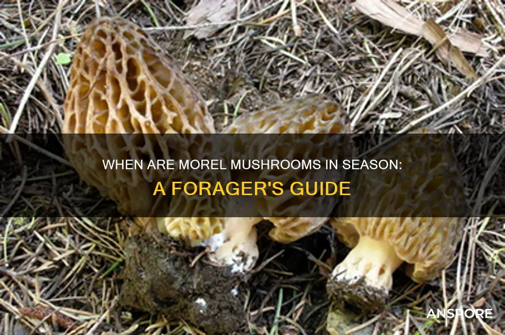 are morel mushrooms in season