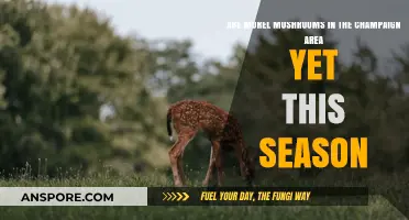 Champaign Morel Mushroom Season: Are They Here Yet This Year?