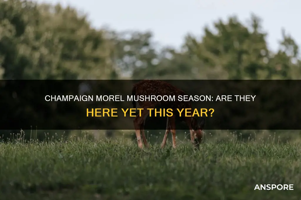 are morel mushrooms in the champaign area yet this season