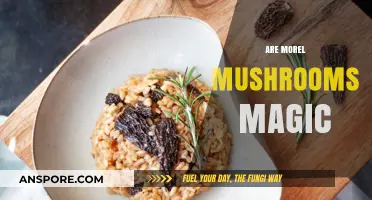Are Morel Mushrooms Magic? Unveiling Their Mystique and Culinary Charm