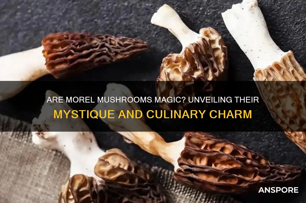 are morel mushrooms magic