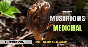 Exploring Morel Mushrooms: Unveiling Their Medicinal Properties and Health Benefits