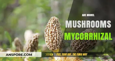 Are Morel Mushrooms Mycorrhizal? Unveiling Their Symbiotic Relationship