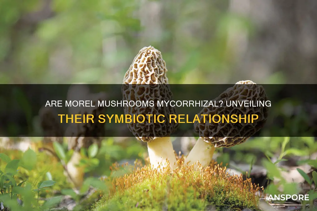 are morel mushrooms mycorrhizal