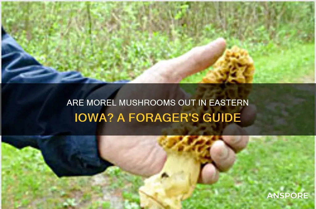 are morel mushrooms out in eastern iowa