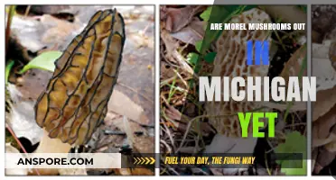 Michigan Morel Mushroom Season: Are They Out Yet?