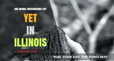 Are Morel Mushrooms Out Yet in Illinois? A Forager's Guide