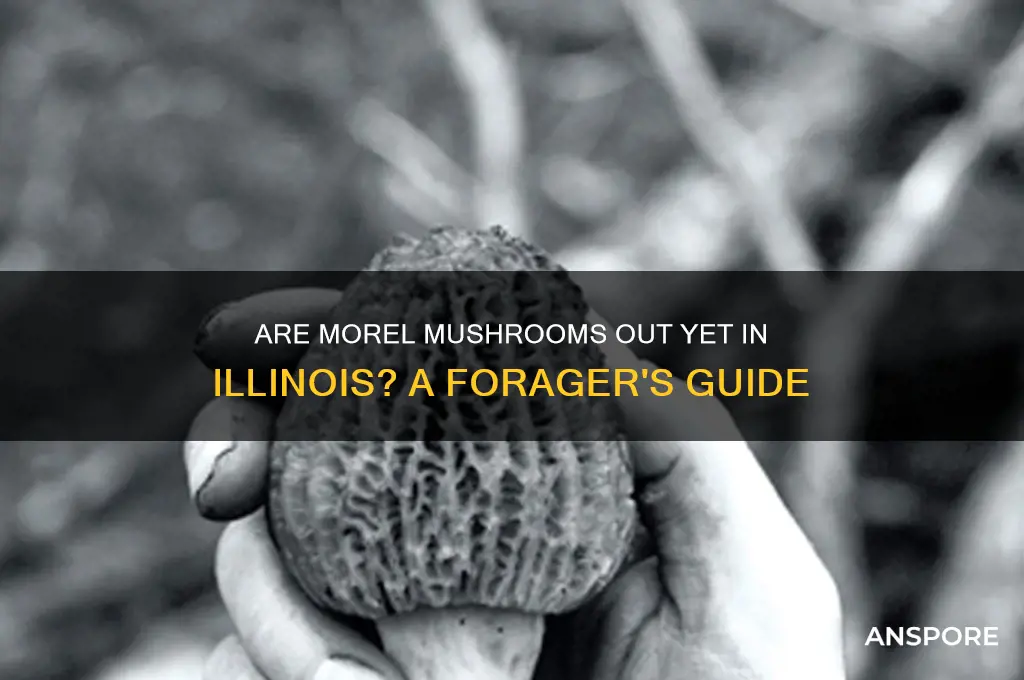 are morel mushrooms out yet in illinois