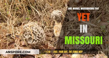 Missouri Morel Mushrooms: Are They Ready for Foraging Yet?