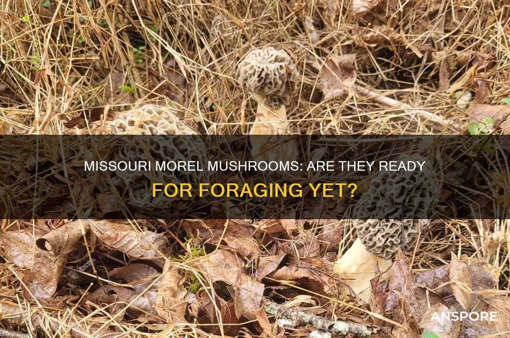 are morel mushrooms out yet in missouri