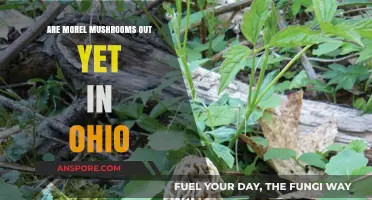 Ohio Morel Mushroom Season: Are They Out Yet in 2023?