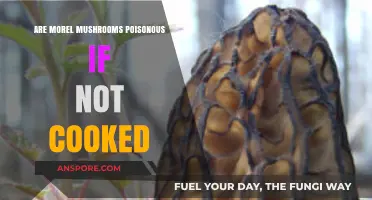 Are Morel Mushrooms Safe to Eat Raw? Cooking Myths Debunked