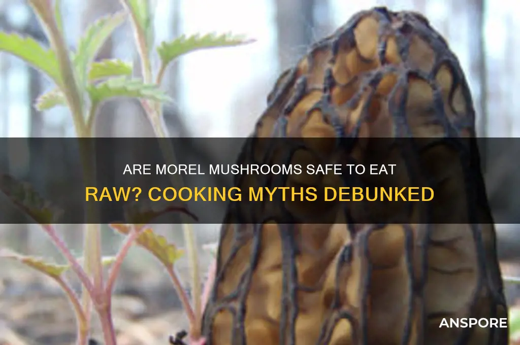 are morel mushrooms poisonous if not cooked