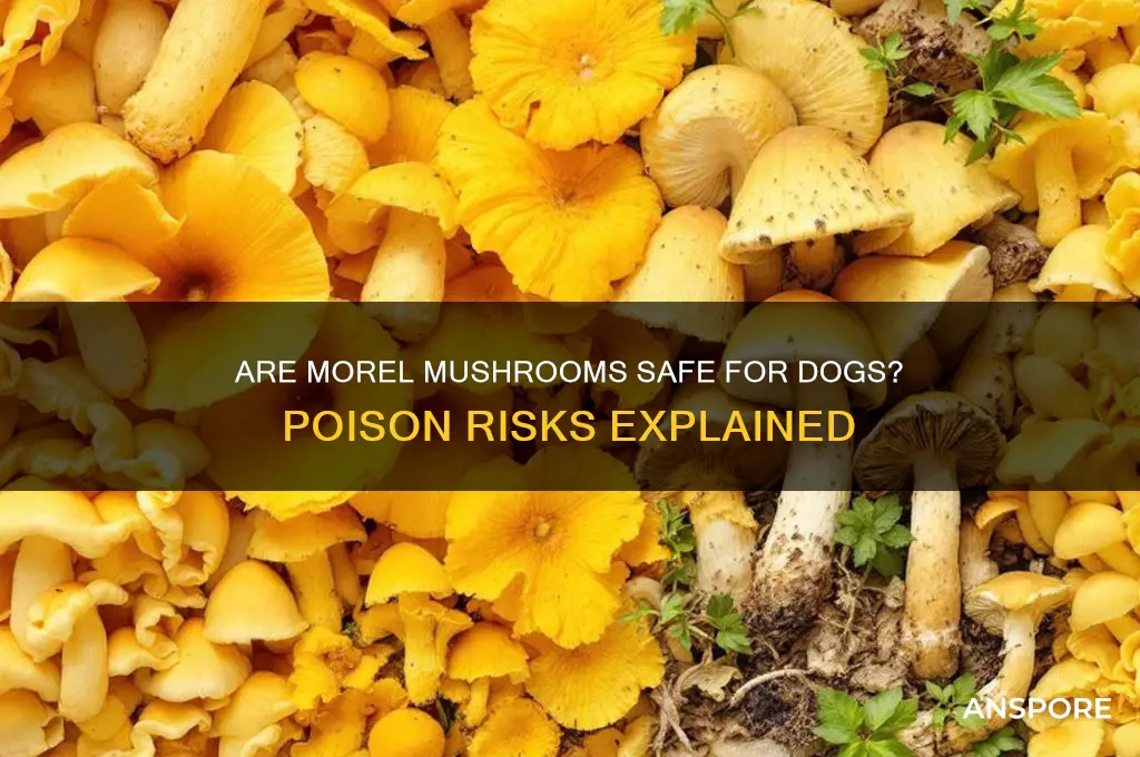 are morel mushrooms poisonous to dogs