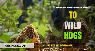 Are Morel Mushrooms Safe for Wild Hogs to Eat?