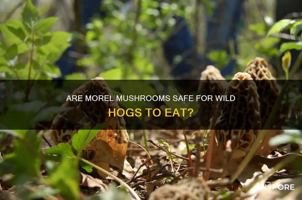 are morel mushrooms poisonous to wild hogs