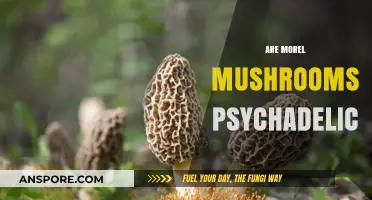 Are Morel Mushrooms Psychedelic? Unveiling the Truth About These Fungi