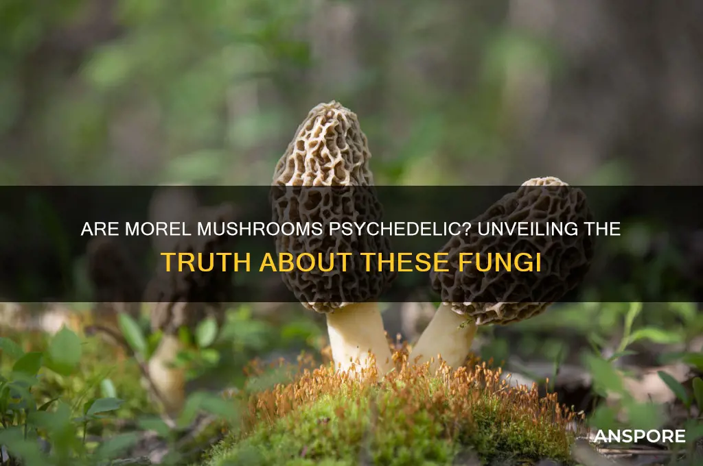 are morel mushrooms psychadelic