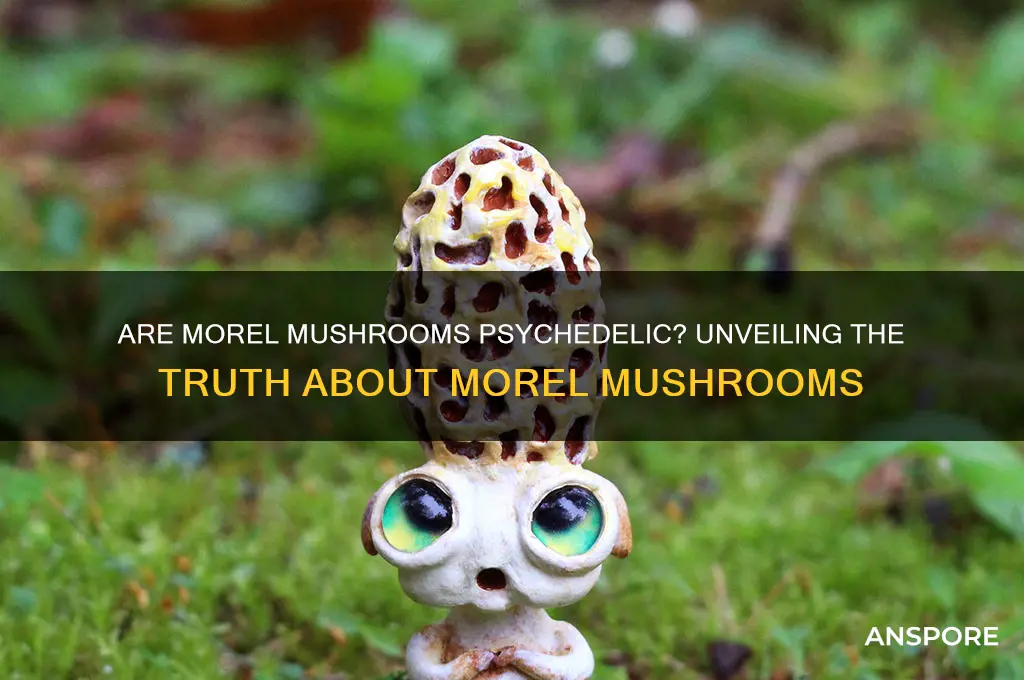 are morel mushrooms psychedelic