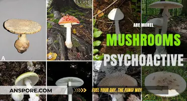 Are Morel Mushrooms Psychoactive? Unveiling the Truth Behind the Myth