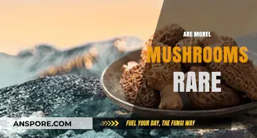 Are Morel Mushrooms Rare? Exploring Their Elusive Nature and Availability