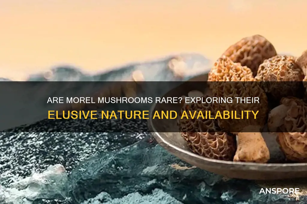 are morel mushrooms rare
