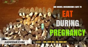 Morel Mushrooms and Pregnancy: Safe or Risky for Expecting Moms?