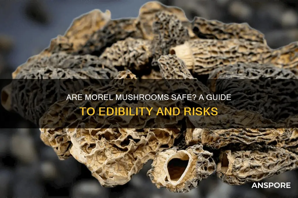 are morel mushrooms safe to eat